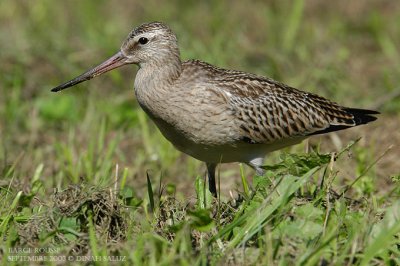 Barge rousse - Bar-tailed Godwit
