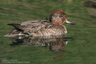 Sarcelle d'hiver - Common Teal