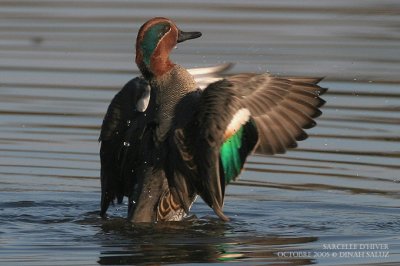 Sarcelle d'hiver - Common Teal