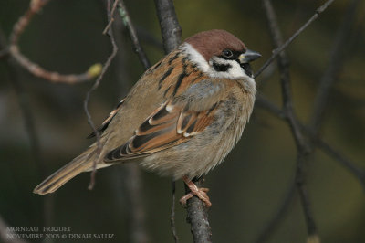 Moineau friquet - Tree Sparrow