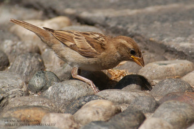 Moineau cisalpin - Italian Sparrow