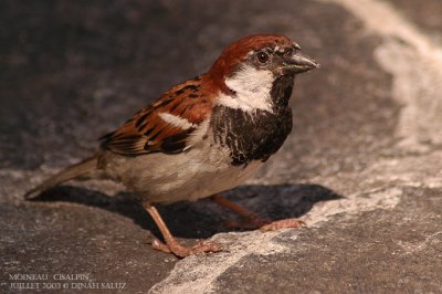 Moineau cisalpin - Italian Sparrow