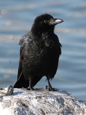 Corneille noire - Carrion Crow