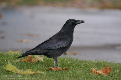 Corneille noire - Carrion Crow