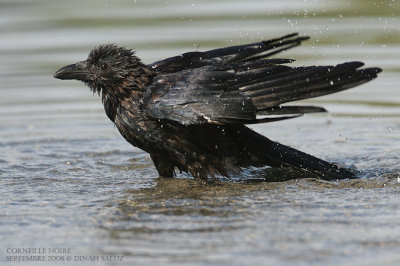 Corneille noire - Carrion Crow