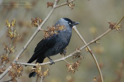 Choucas des tours - Eurasian Jackdaw