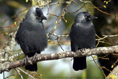 Choucas des tours - Eurasian Jackdaw