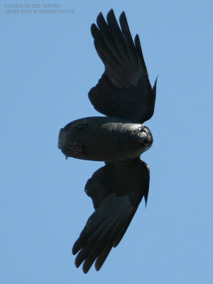 Choucas des tours - Eurasian Jackdaw