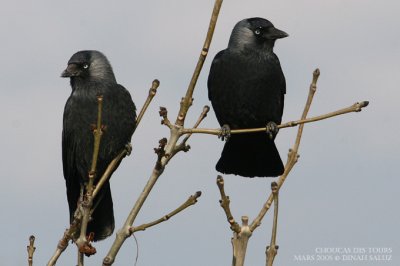 Choucas des tours - Eurasian Jackdaw