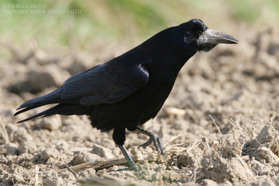 Corbeau freux - Rook