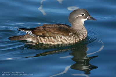 Canard mandarin - Mandarin Duck