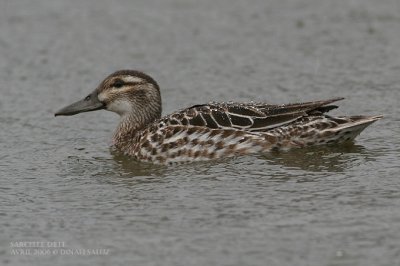 Sarcelle d't - Garganey