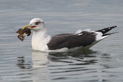Goland brun - Lesser Black-backed Gull