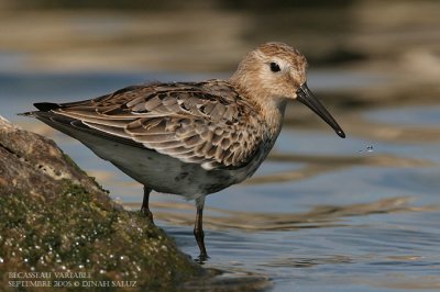 Bcasseau variable - Dunlin