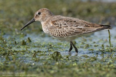 Bcasseau variable - Dunlin