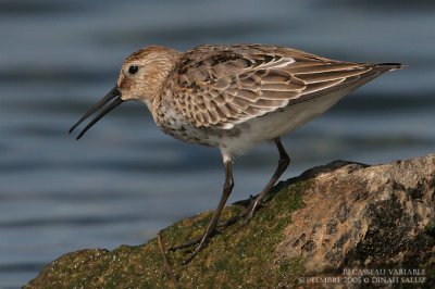 Bcasseau variable - Dunlin