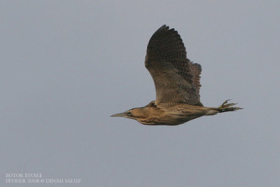 Butor toil - Great Bittern
