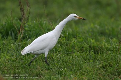 Hron garde-bufs - Cattle Egret