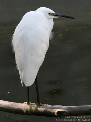 Aigrette garzette - Little Egret