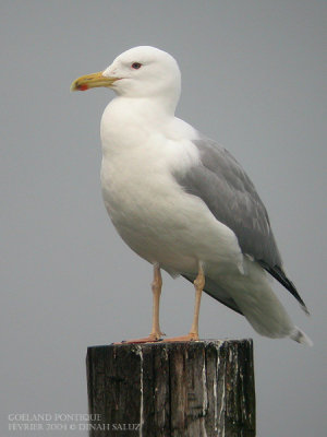 Goland pontique - Caspian Gull