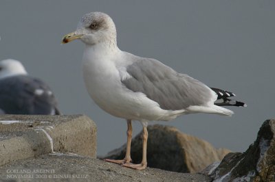 Goland argent - Herring Gull