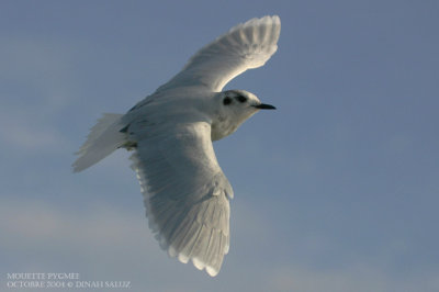 Mouette pygme - Little Gull