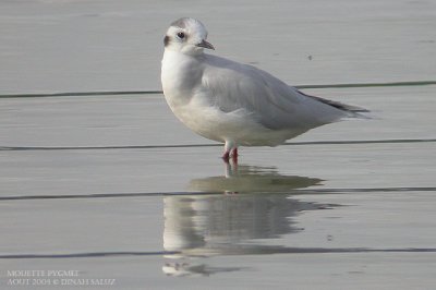 Mouette pygme - Little Gull