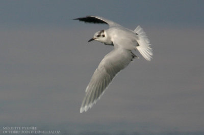 Mouette pygme - Little Gull