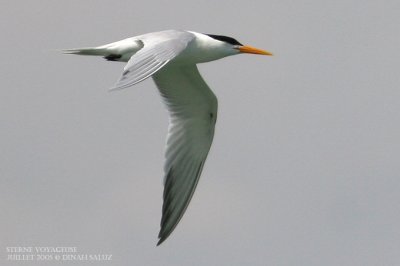 Sterne voyageuse - Lesser Crested Tern