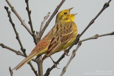 Bruant jaune - Yellowhammer