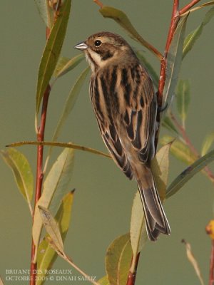 Bruant des roseaux - Reed Bunting