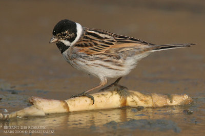 Bruant des roseaux - Reed Bunting