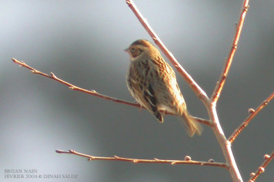 Bruant nain - Little Bunting