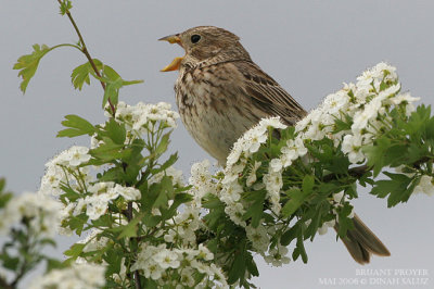 Bruant proyer - Corn Bunting