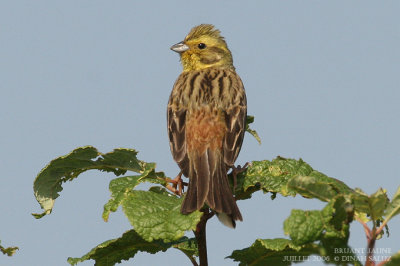 Bruant jaune - Yellowhammer