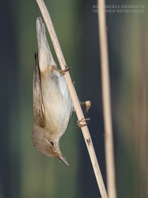 Rousserolle effarvatte - Reed Warbler