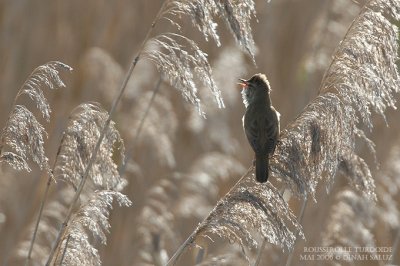Rousserolle turdode - Great Reed Warbler