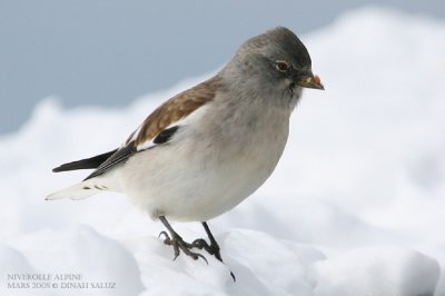 Niverolle alpine - Snowfinch
