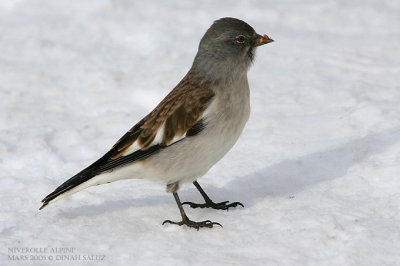 Niverolle alpine - Snowfinch