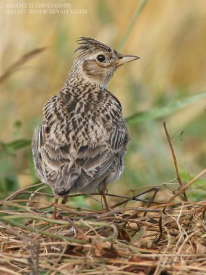 Alouette des champs - Sky Lark