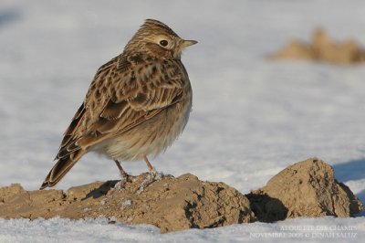 Alouette des champs - Sky Lark