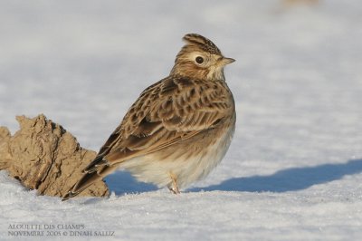 Alouette des champs - Sky Lark