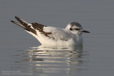 Mouette pygme - Little Gull