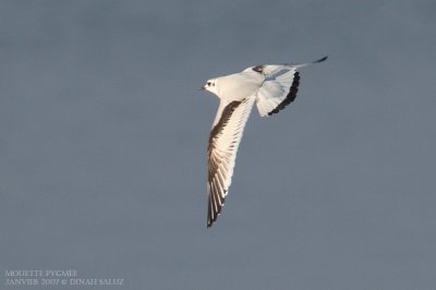 Mouette pygme - Little Gull