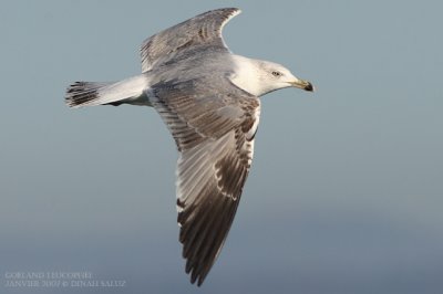 Goland leucophe - Yellow-legged Gull