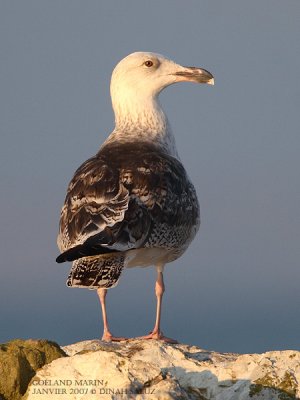 Goéland marin - Great Black-backed Gull