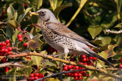 Grive litorne - Fieldfare