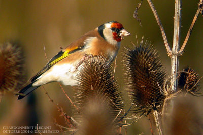 Chardonneret lgant - Goldfinch