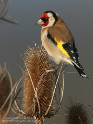 Chardonneret lgant - Goldfinch