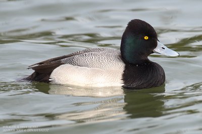 Fuligule à tête noire - Lesser Scaup